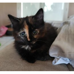 Bella