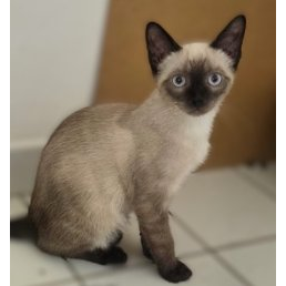 Alastor