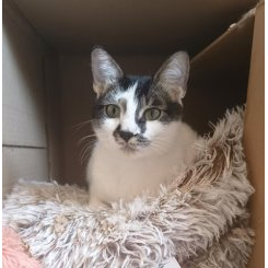 Nala