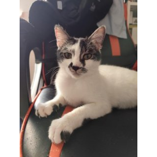 Nala