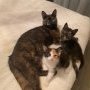 Malice, Arya et Anita