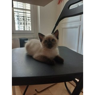 Abricot