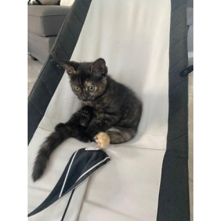 Arya