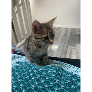 Arlo