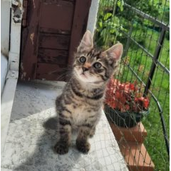 Achille