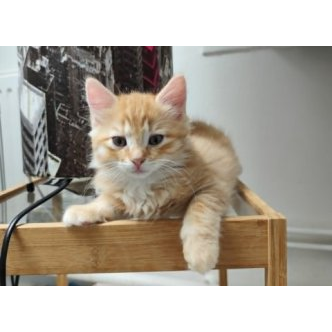 Berlioz