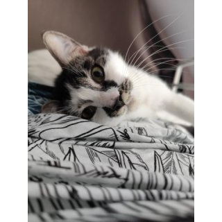 Nala