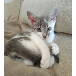 Bellatrix