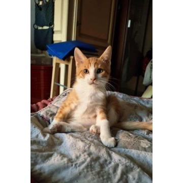 Alvin
