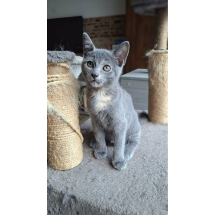 Bijou
