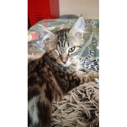 Bambino