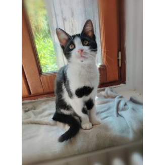 Alecto