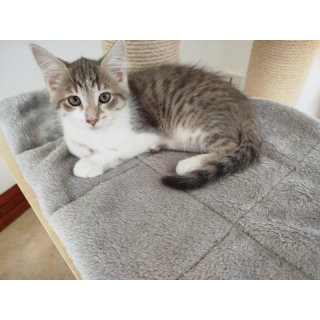 Ava