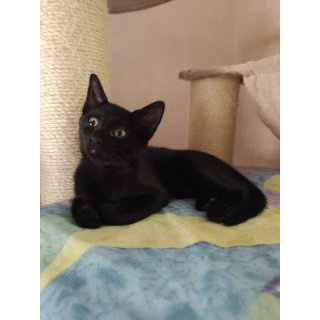 Ajax