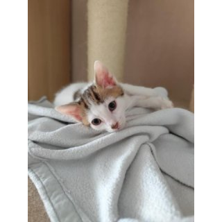 Albus