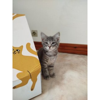 Alba