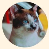Journée d'adoptions chats/chatons