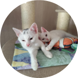 Journée d'adoptions chats/chatons