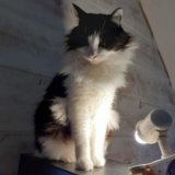 Céleste