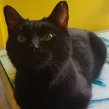 Onyx