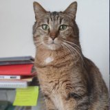 Taz