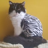 Tebelle