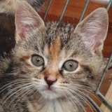 Tia