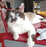 Angi