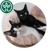 Journée d'adoptions