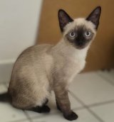 Alastor
