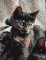 Vénizia