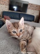 Vadrouille