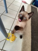 Baya