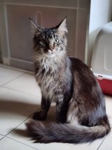 Uther