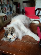 Calypso