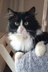 Maestro