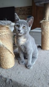 Bijou