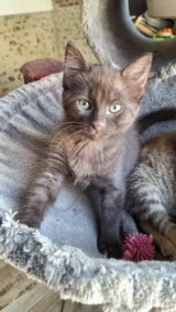 Adèle