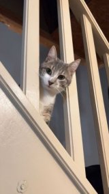 amos