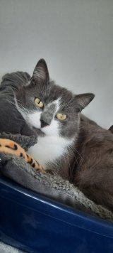 Merlin