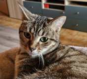 Ciboulette