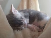 Chaque don compte pour la petite ATTILA