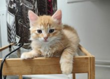Berlioz